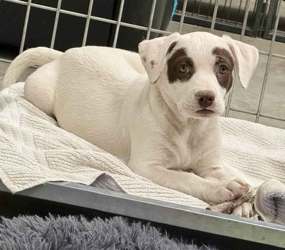 Lex, Adoptable, Puppy Female Staffordshire Bull Terrier & Pug.