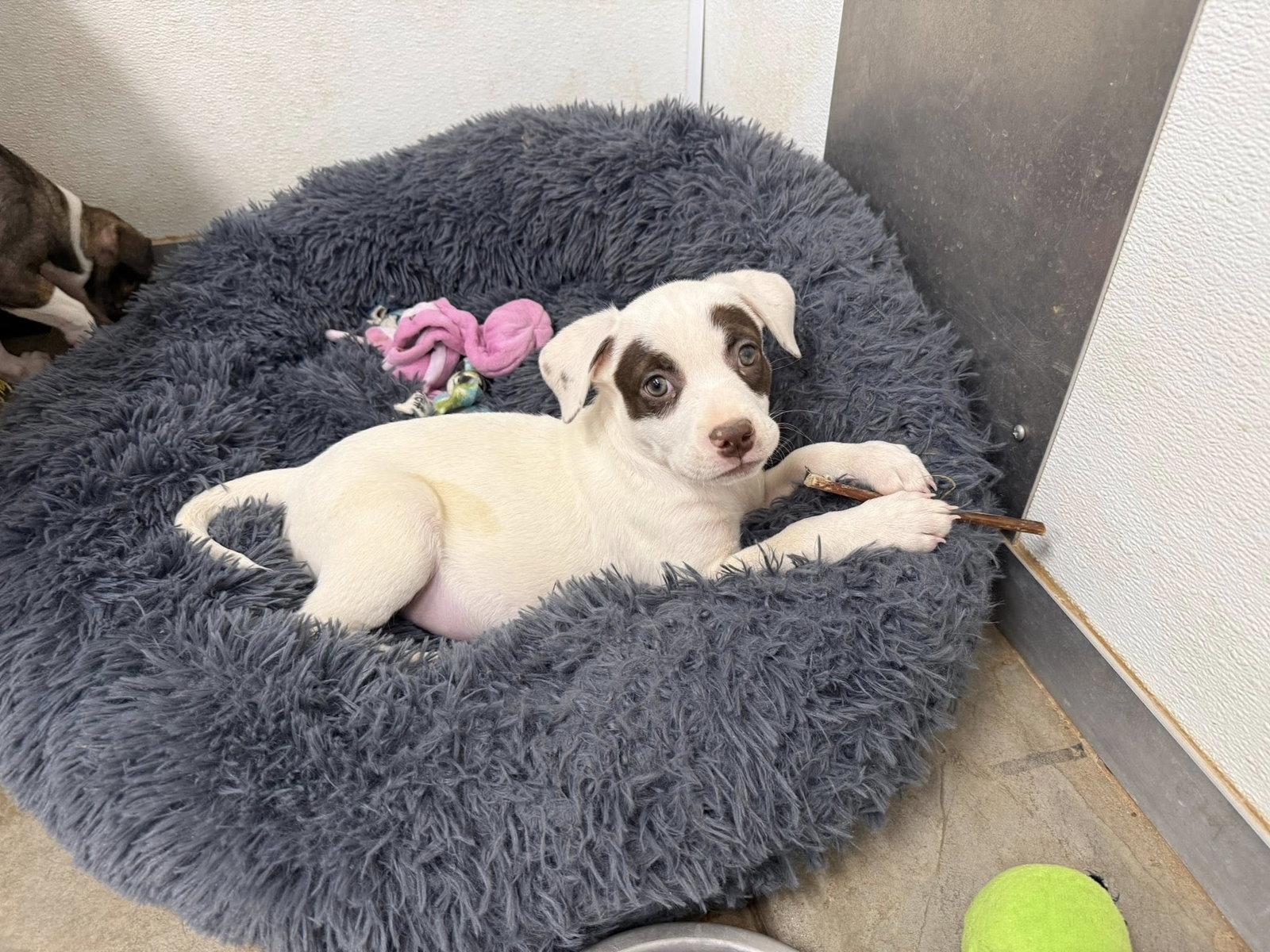 Lex, Adoptable, Puppy Female Staffordshire Bull Terrier & Pug.