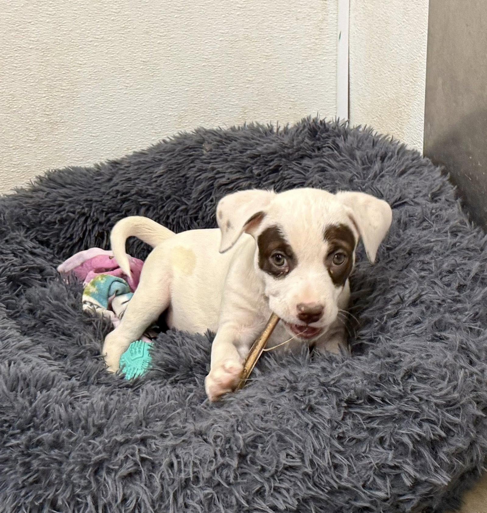 Enlarge Lex, a Adoptable mixed breed in Phoenix, AZ image 2/3