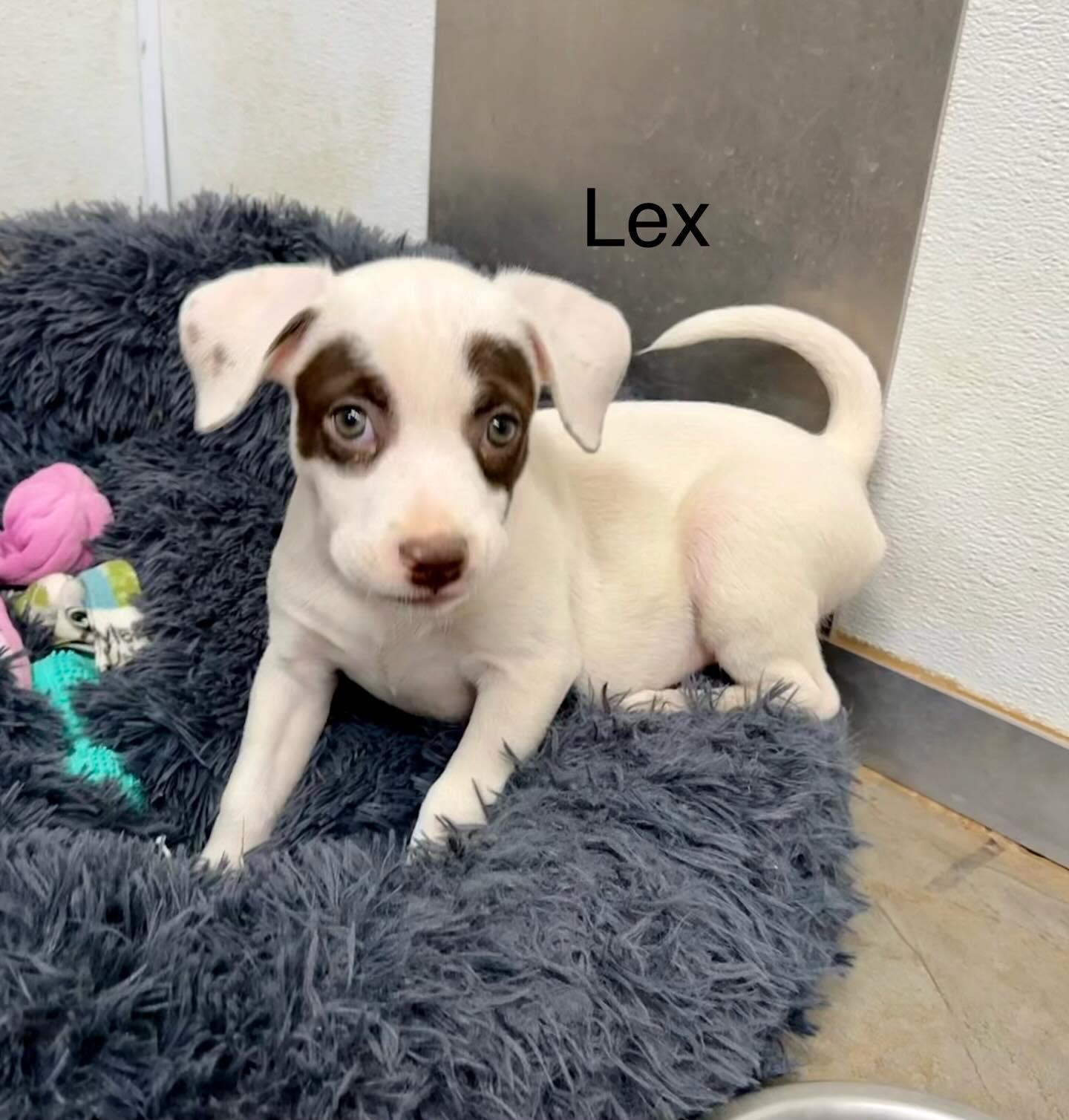 Enlarge Lex, a Adoptable mixed breed in Phoenix, AZ image 3/3