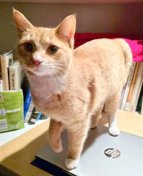 Tarzan, Adoptable, Young Male Domestic Short Hair.