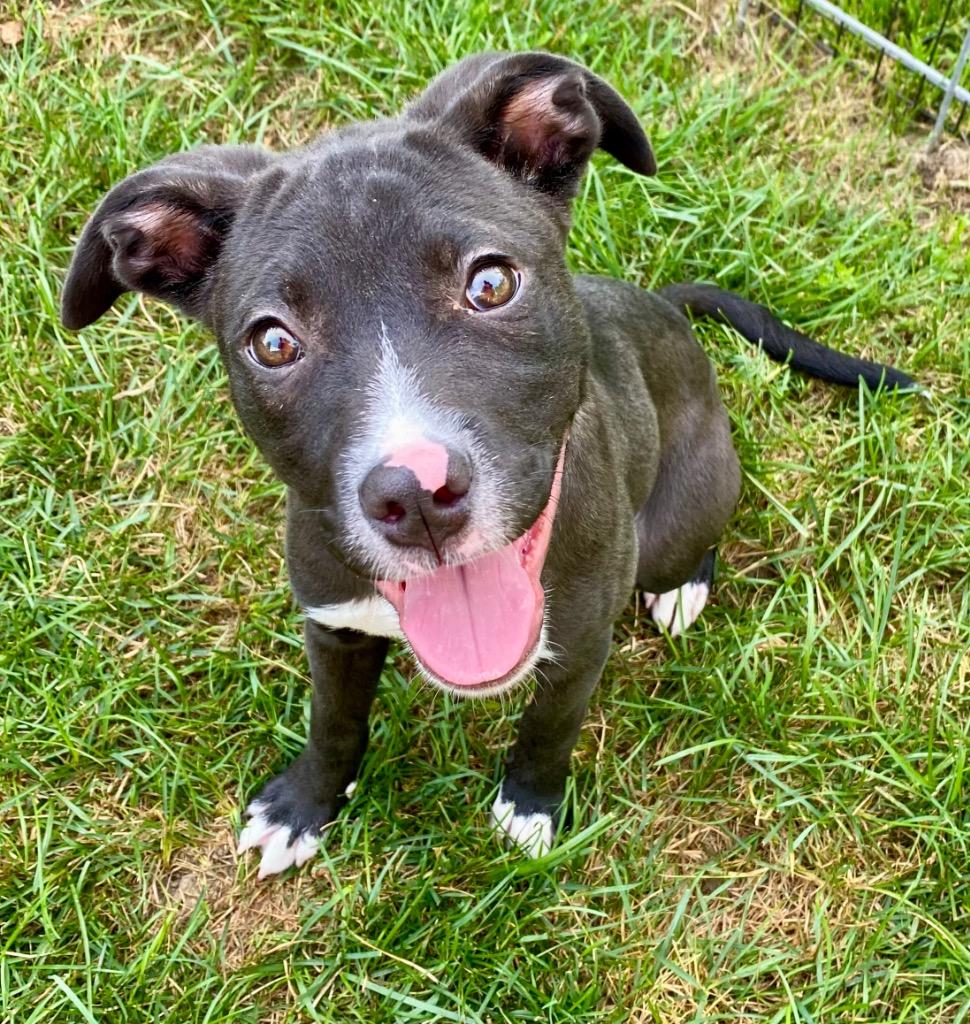 Enlarge Cagney, a Adoptable mixed breed in Urbandale, IA image 1/1