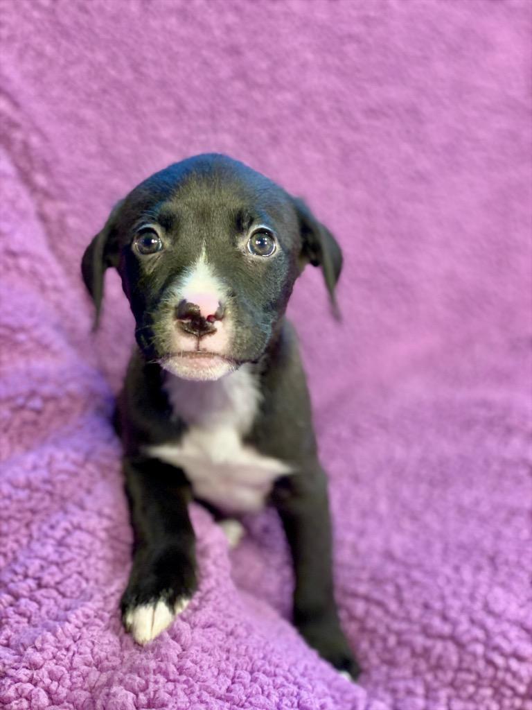 Cagney, Adoptable, Puppy Female Labrador Retriever & Terrier.