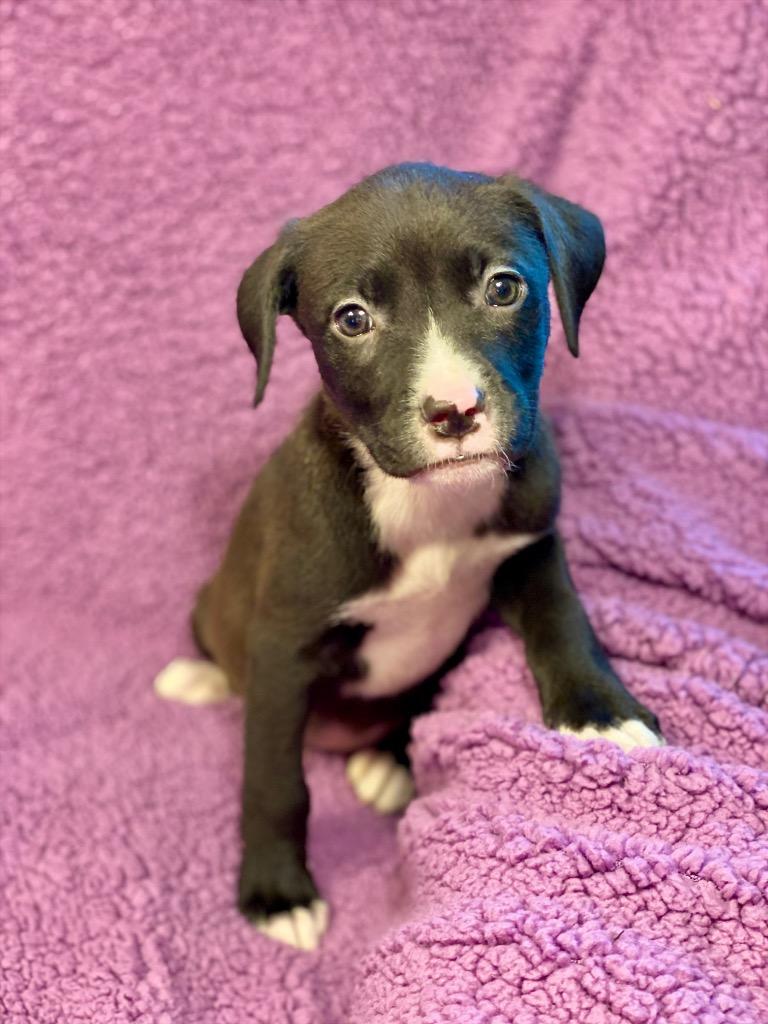 Cagney, a Adoptable mixed breed in Urbandale, IA image 2/3