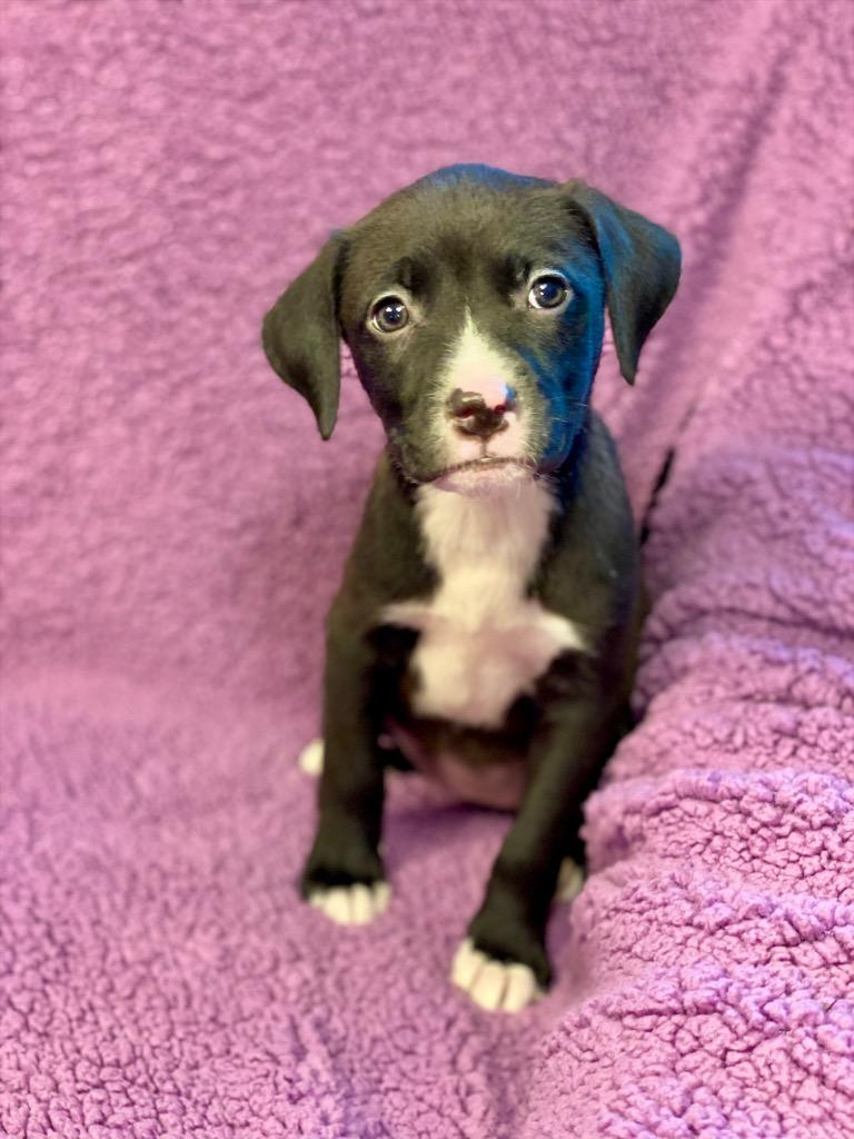 Cagney, a Adoptable mixed breed in Urbandale, IA image 3/3