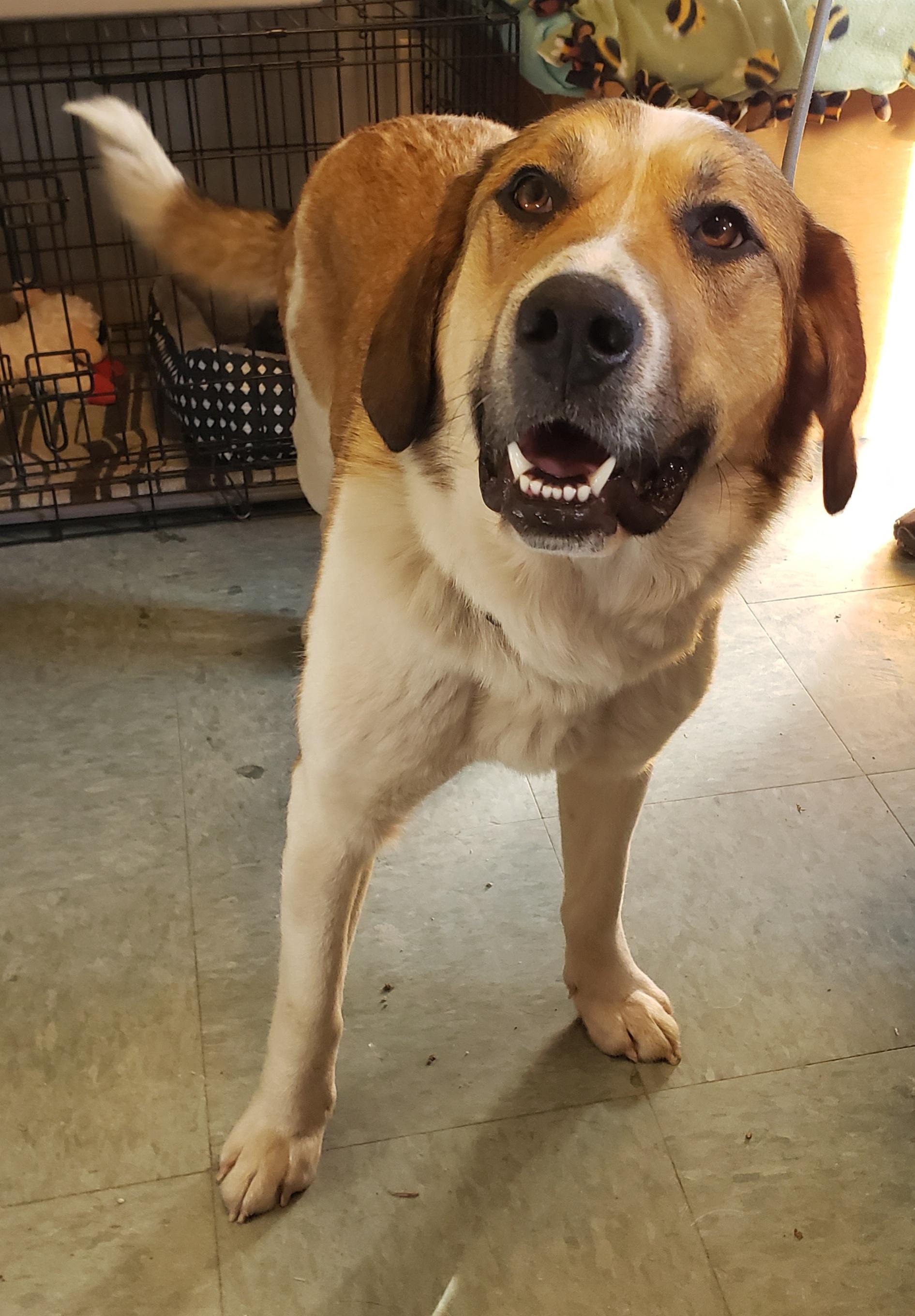 Enlarge Dilly, a Adoptable mixed breed in Middlebury, IN image 1/1