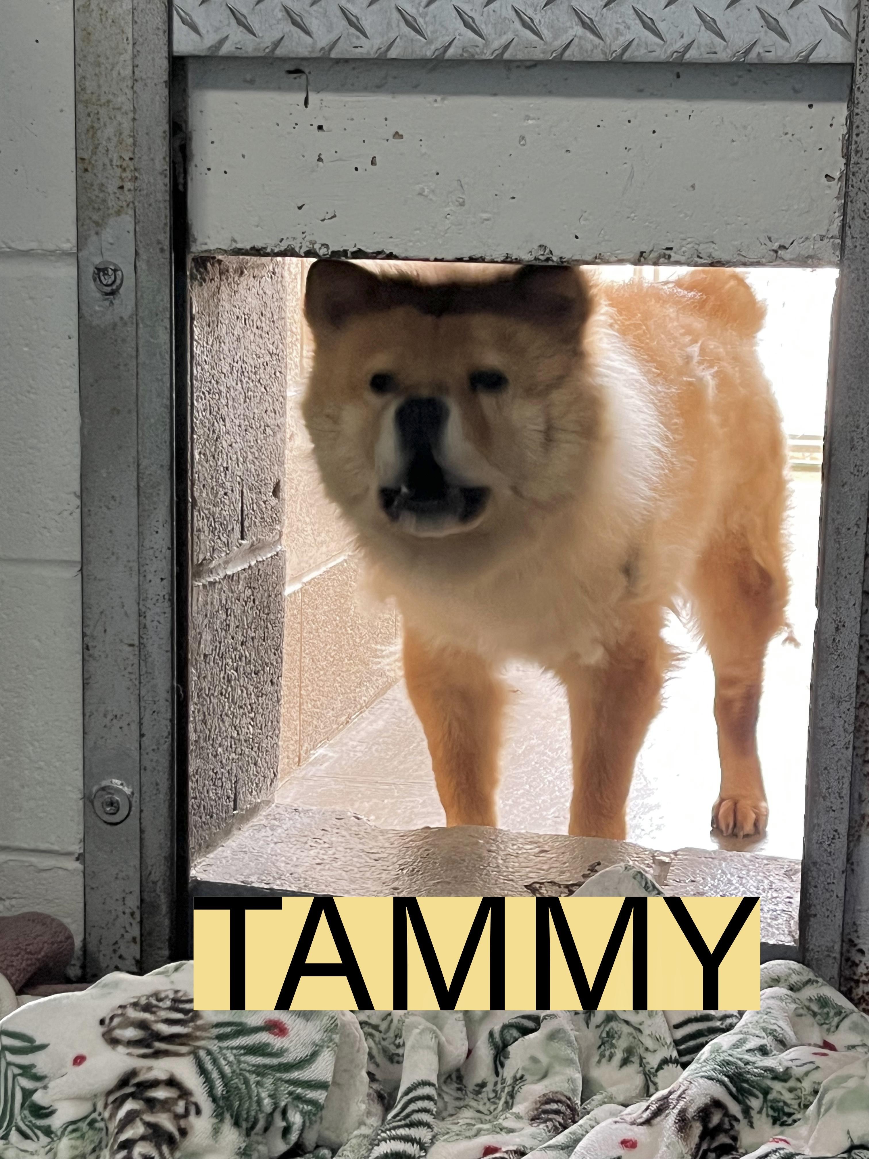 Tammy