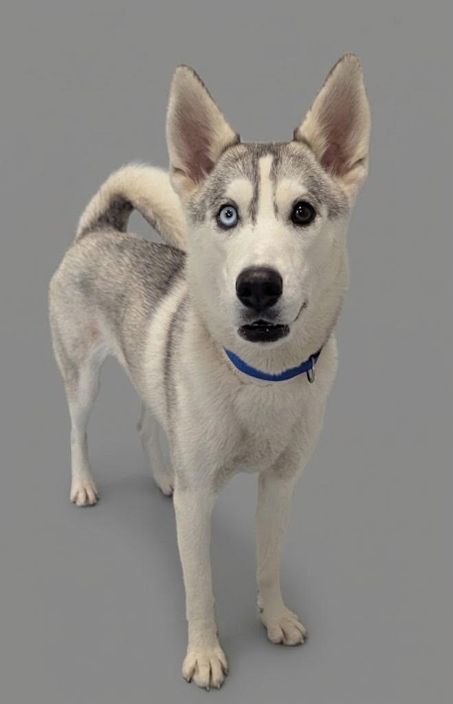 Tessa, Adoptable, Adult Female Husky.