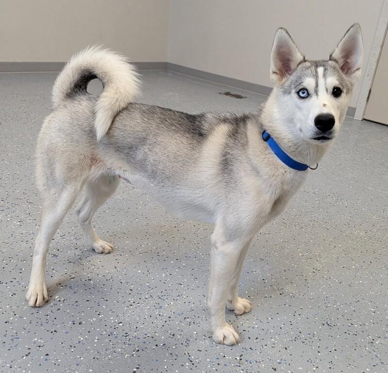 Enlarge Tessa, a Adoptable Husky in Yankton, SD image 2/5