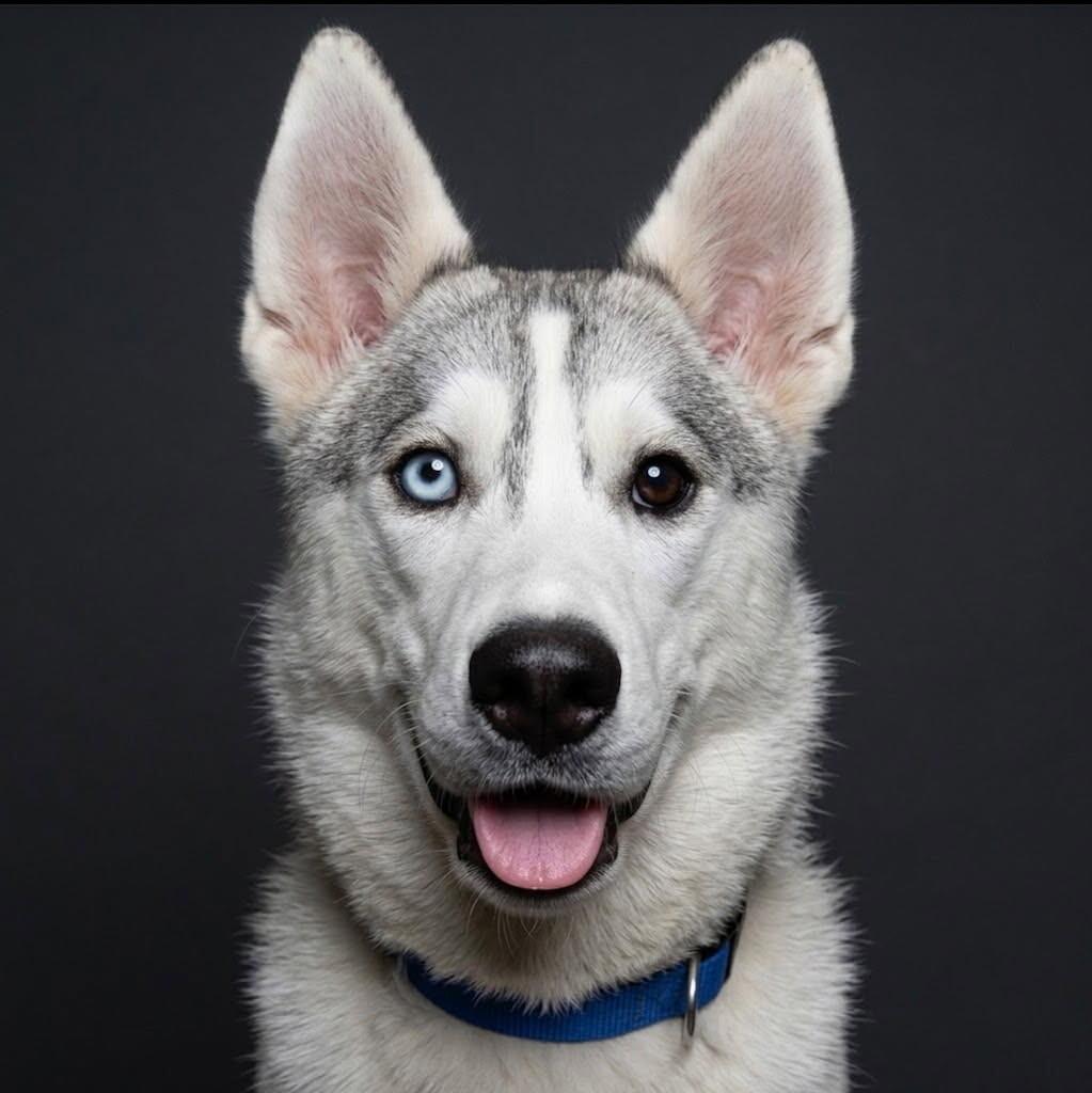 Enlarge Tessa, a Adoptable Husky in Yankton, SD image 3/5