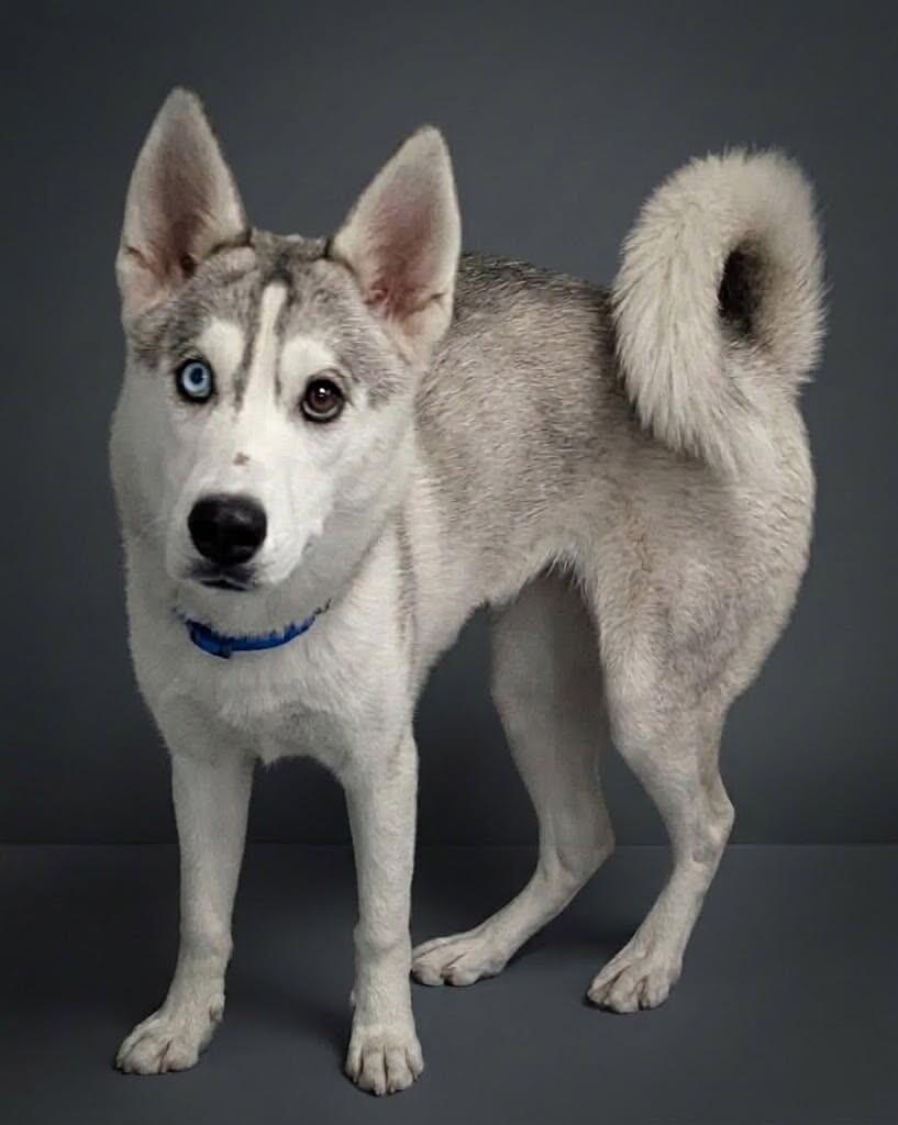 Enlarge Tessa, a Adoptable Husky in Yankton, SD image 4/5
