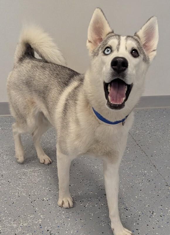 Enlarge Tessa, a Adoptable Husky in Yankton, SD image 5/5