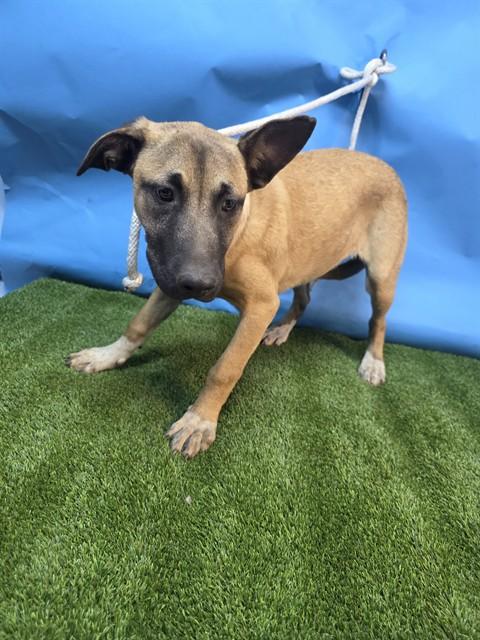 Enlarge GISELLE, a Adoptable mixed breed in Downey, CA image 1/1