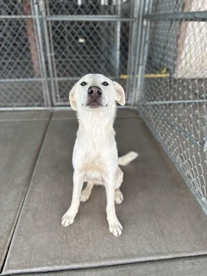 Chance, an adoptable Yellow Labrador Retriever in Lakeside, AZ, 85929 | Photo Image 1