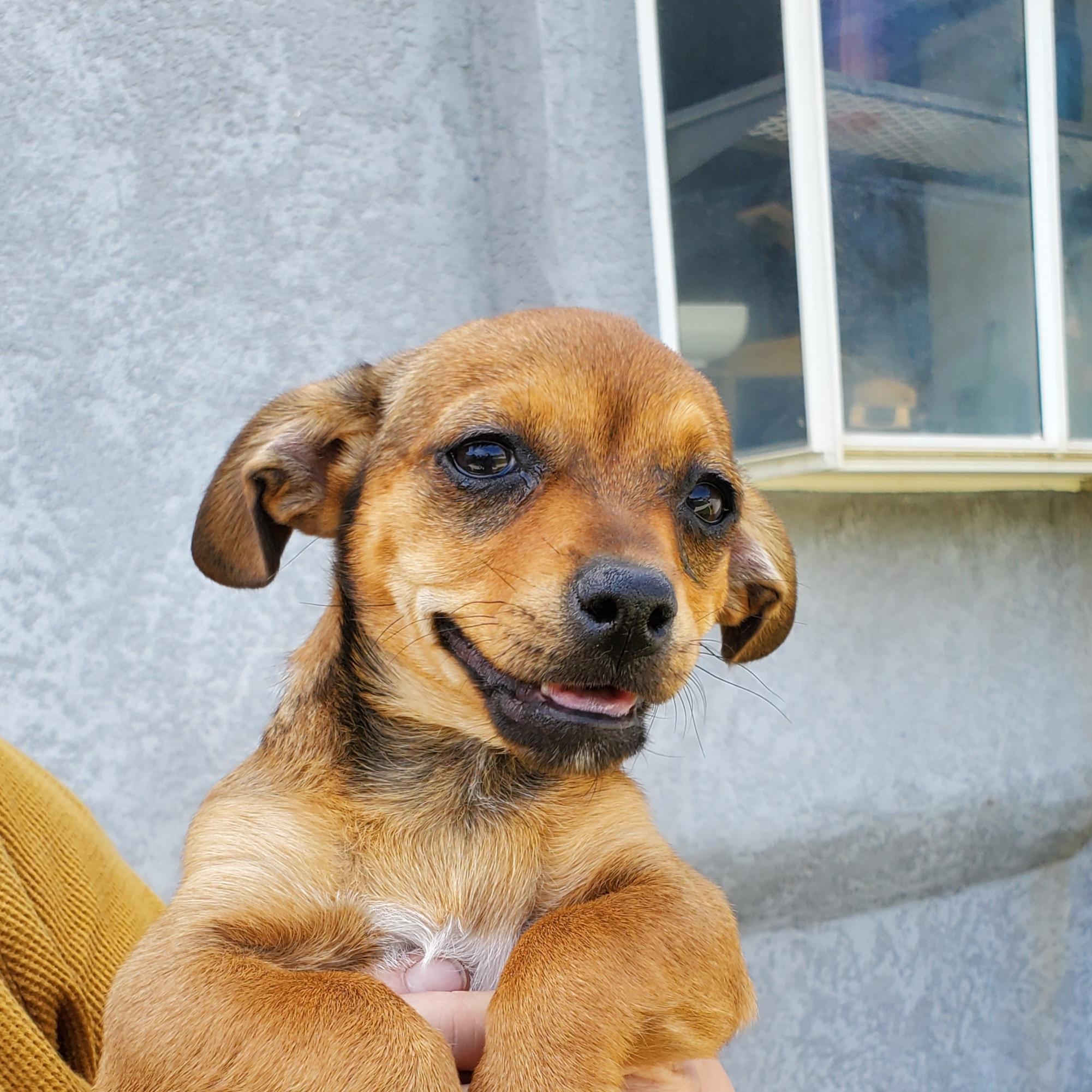 Cinnamon, Adopted, Adult Female Chihuahua.