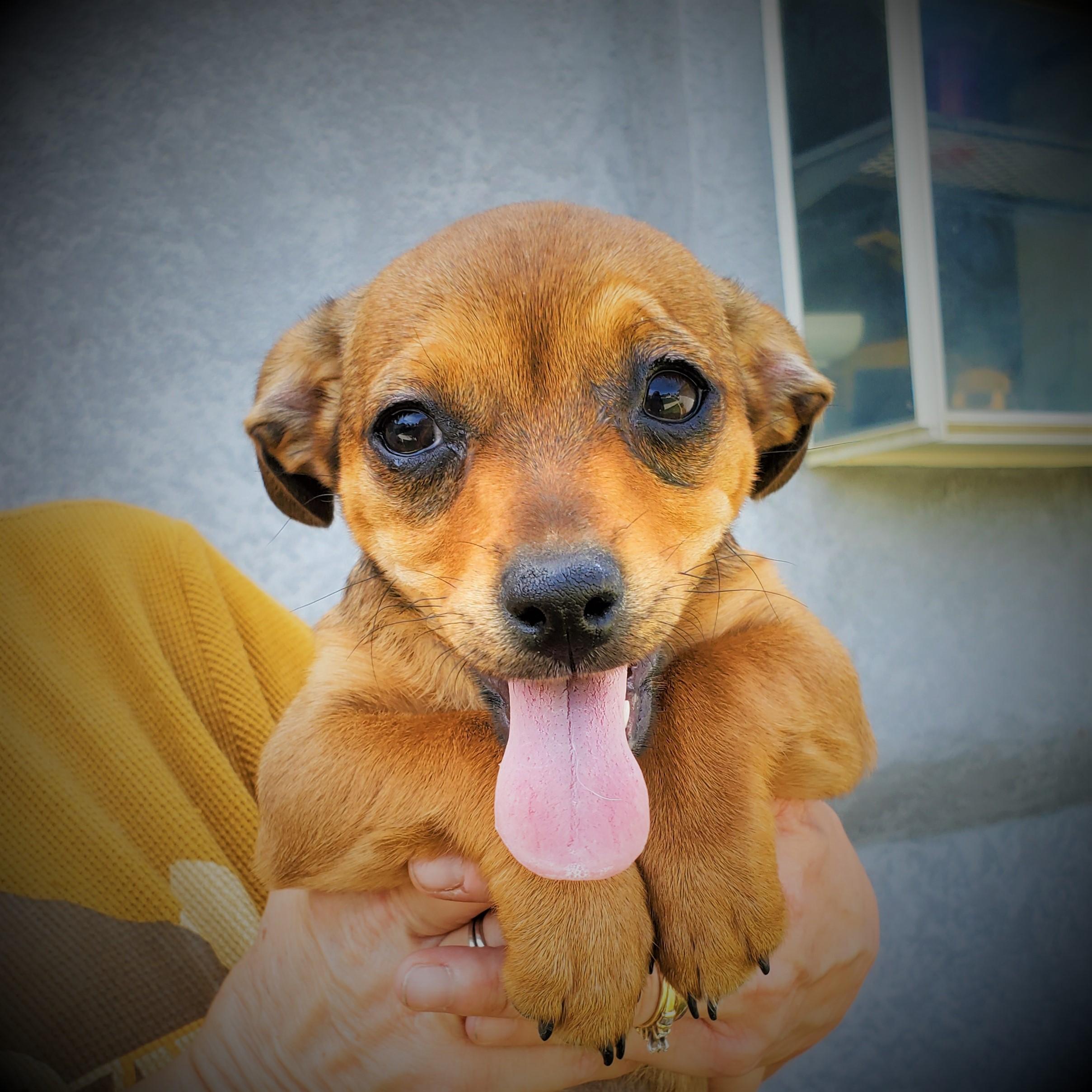 Cinnamon, a Adopted mixed breed in Bakersfield, CA image 2/3