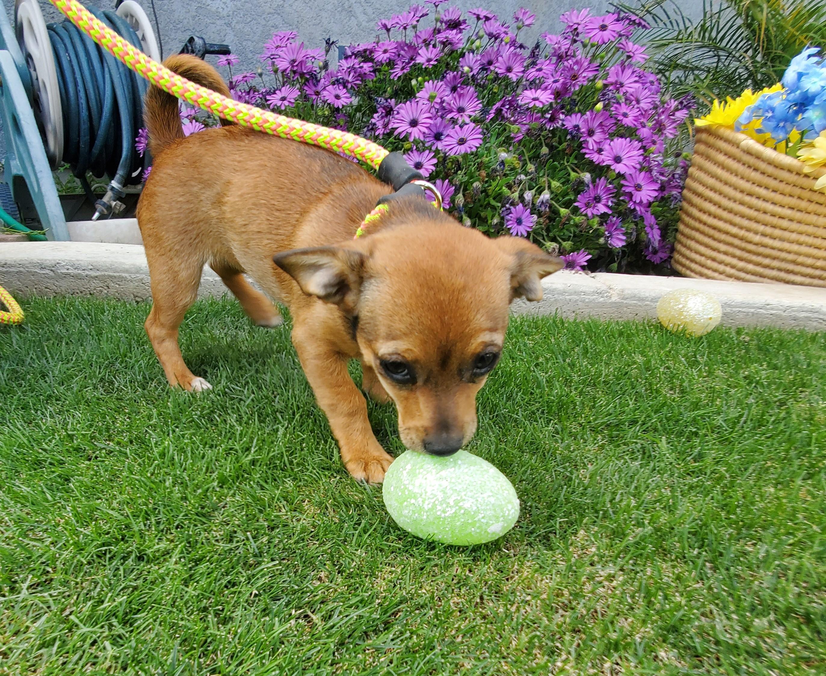 Cinnamon, a Adopted mixed breed in Bakersfield, CA image 3/3