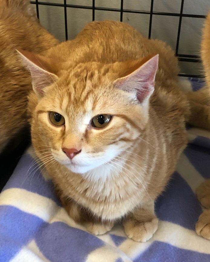 Enlarge Buttons, a Adoptable Domestic Short Hair in Crescent, OK image 1/2