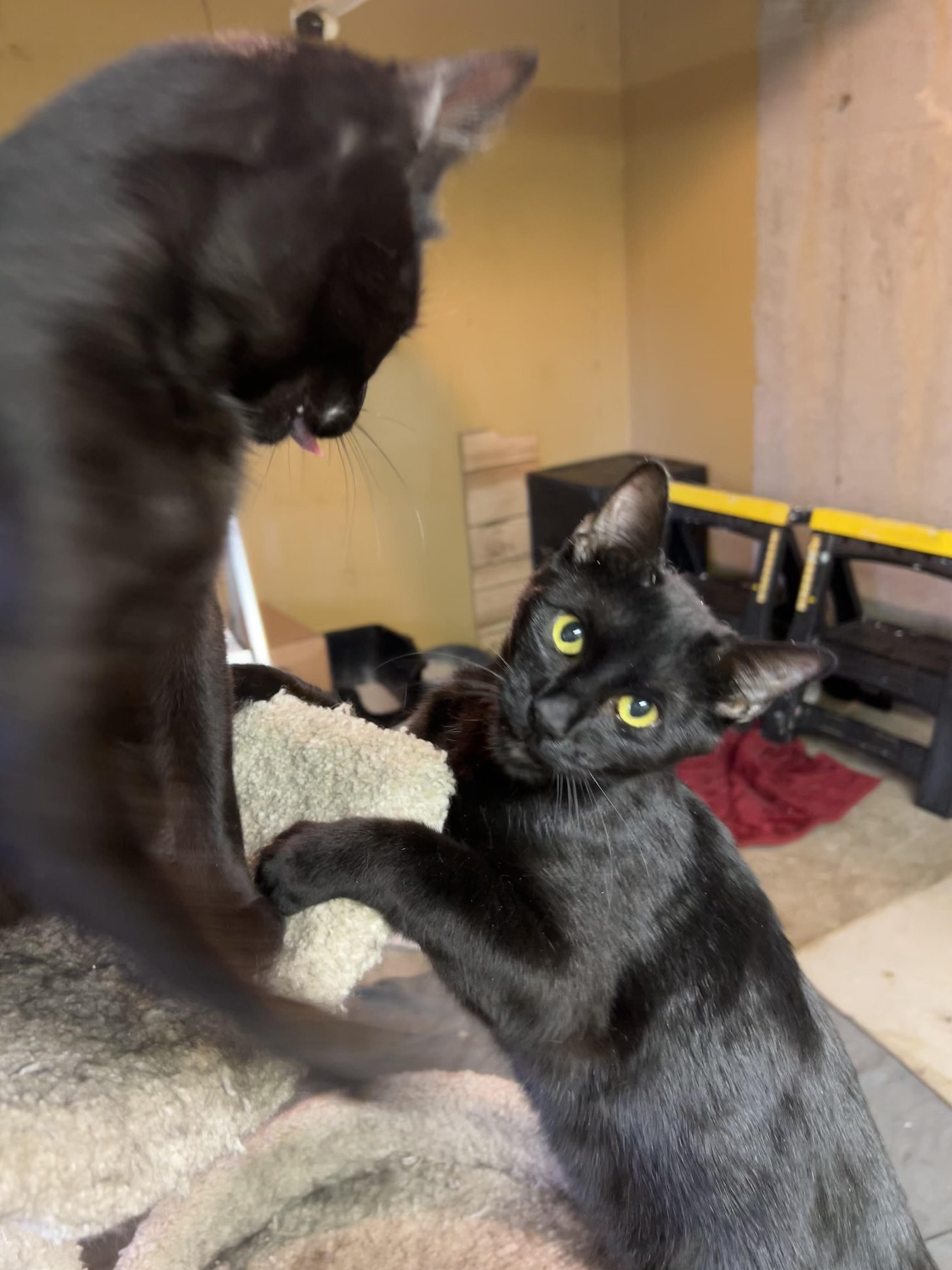 Pole Bean and String Bean, a Adoptable Domestic Short Hair in Smyrna, GA image 4/6