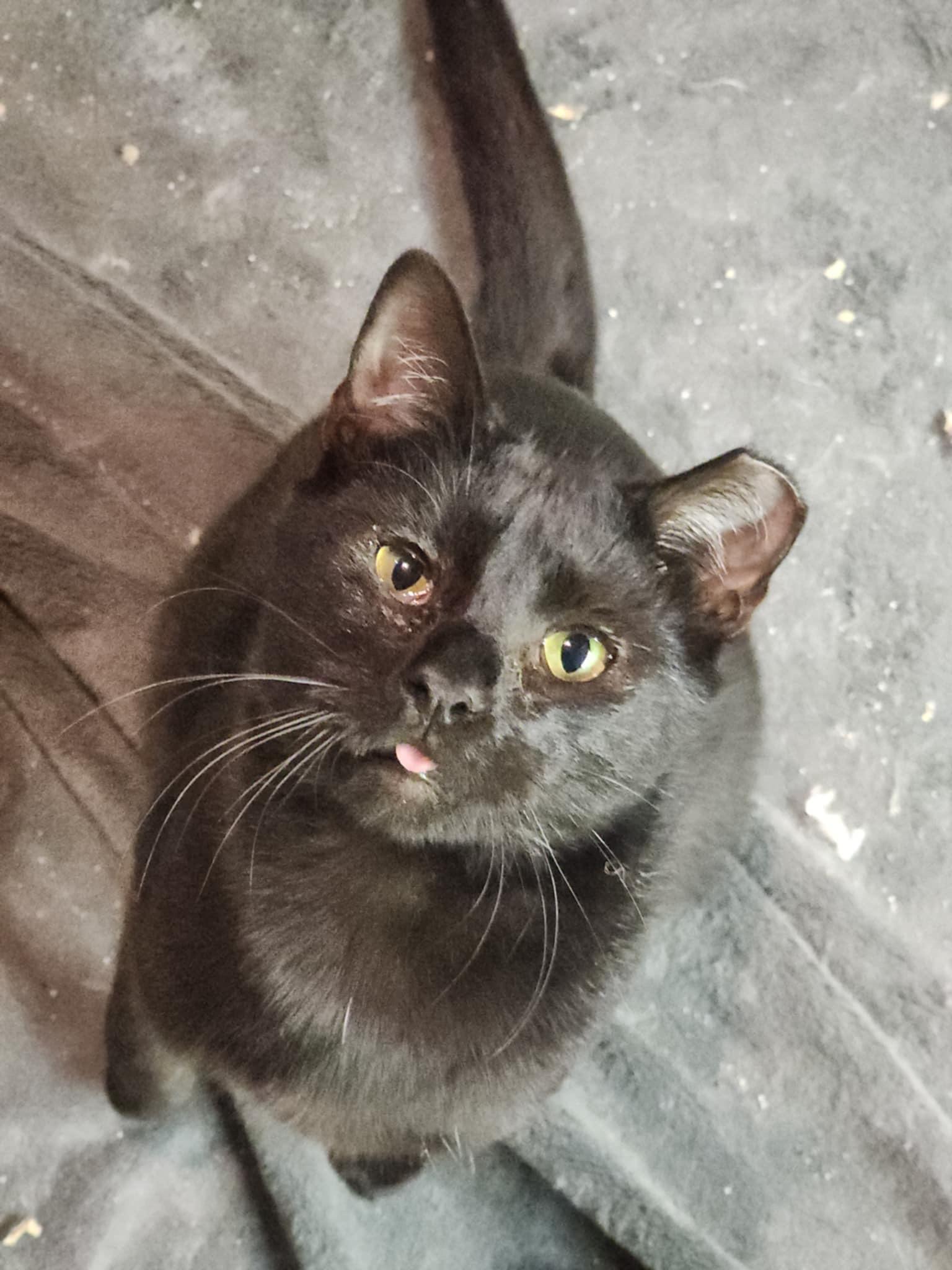 Pole Bean and String Bean, a Adoptable Domestic Short Hair in Smyrna, GA image 5/6