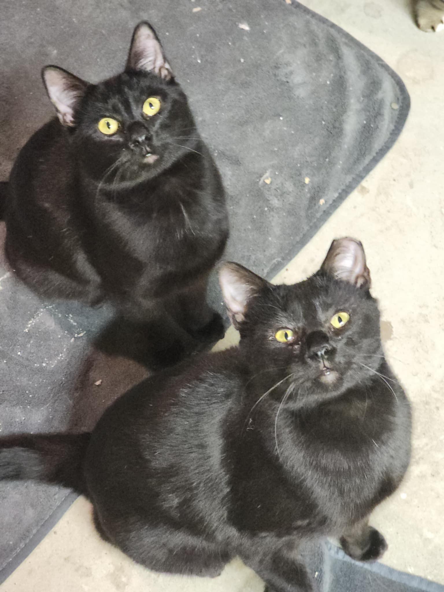 Pole Bean and String Bean, a Adoptable Domestic Short Hair in Smyrna, GA image 1/6