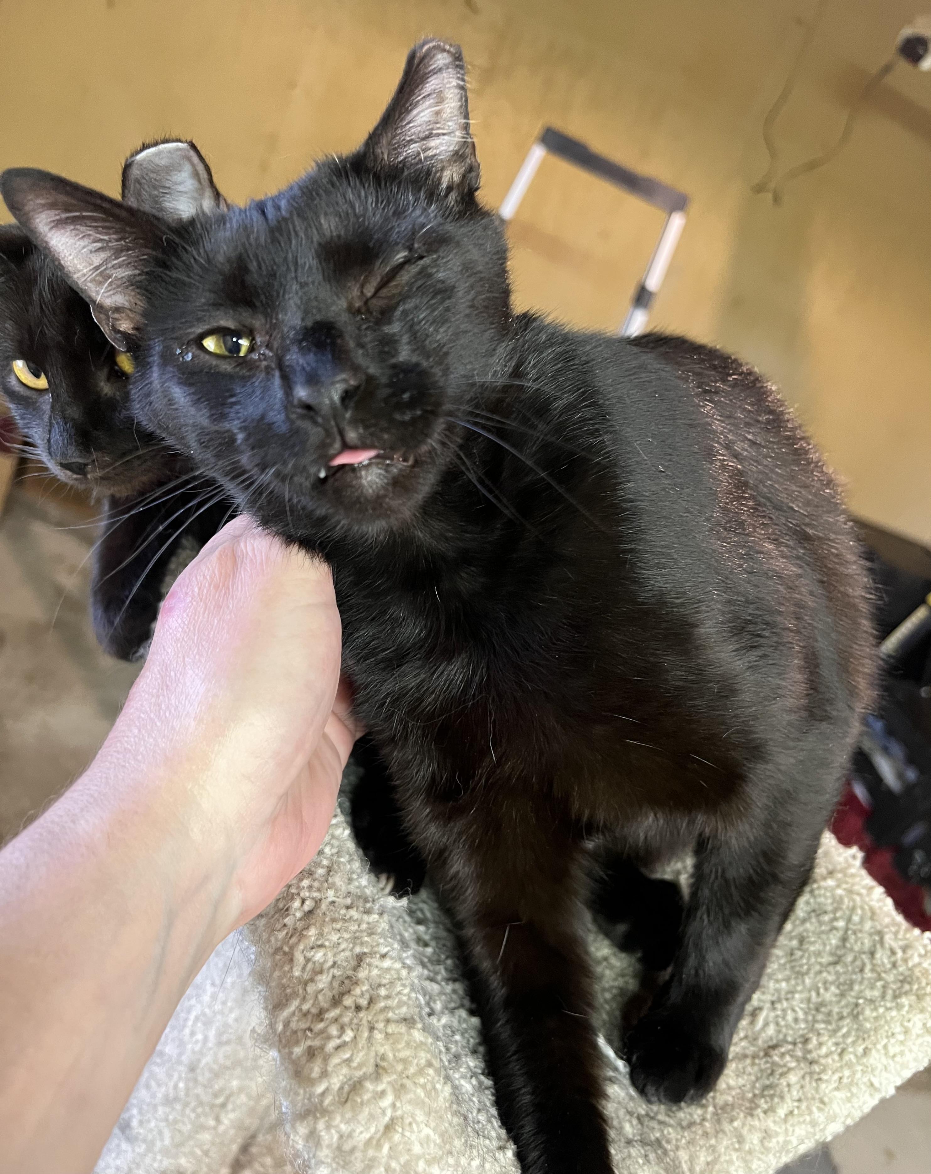 Pole Bean and String Bean, a Adoptable Domestic Short Hair in Smyrna, GA image 2/6