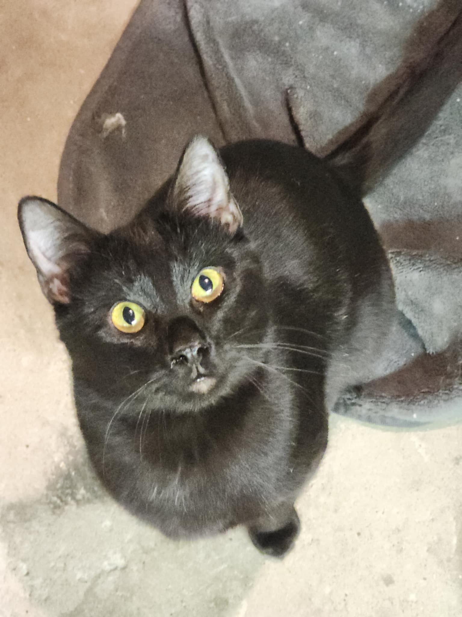 Pole Bean and String Bean, a Adoptable Domestic Short Hair in Smyrna, GA image 6/6