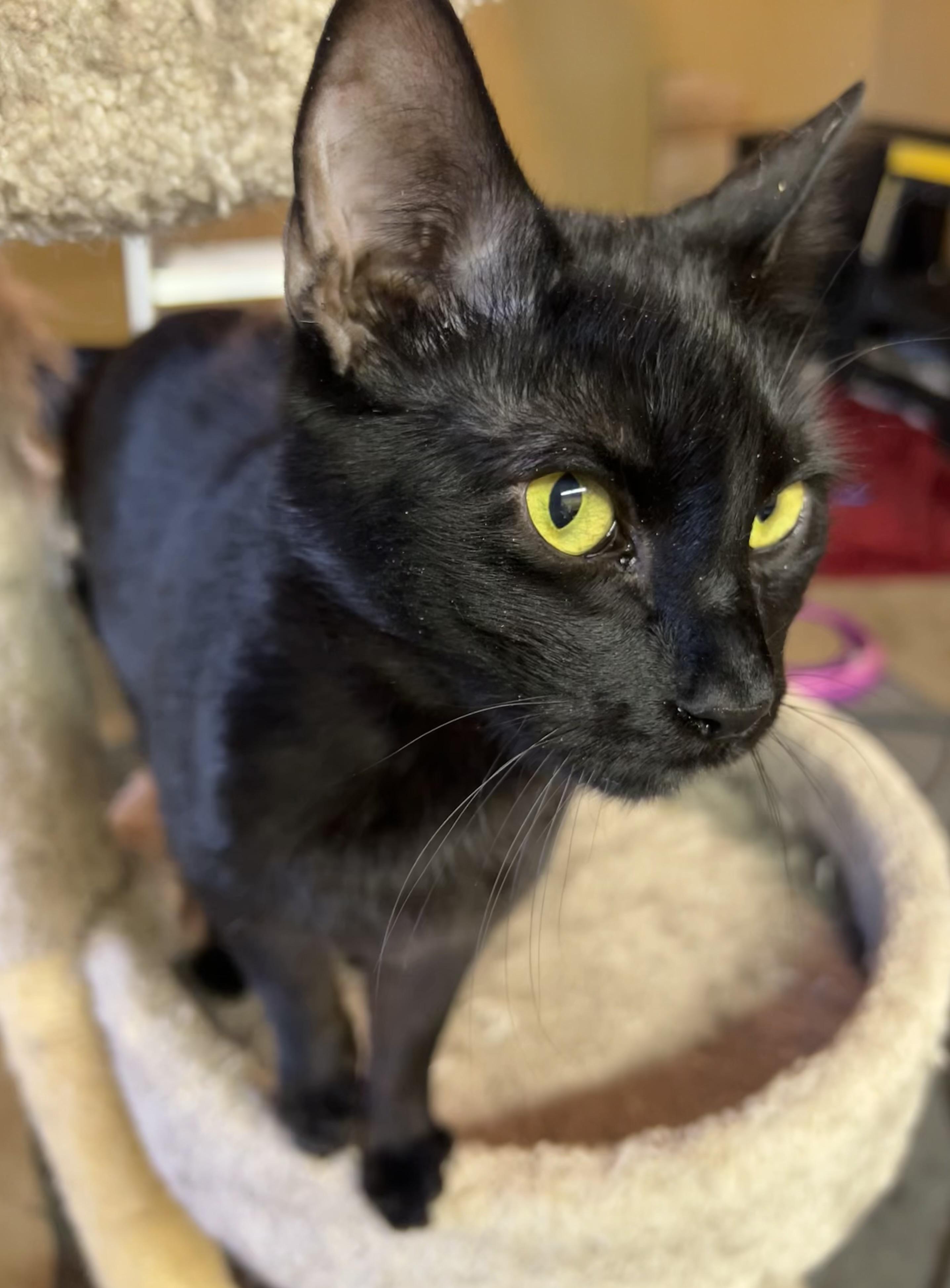 Pole Bean and String Bean, a Adoptable Domestic Short Hair in Smyrna, GA image 3/6