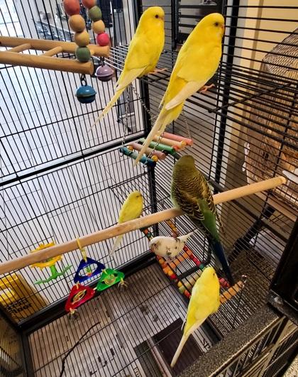 Enlarge Carrot Cake, a Adoptable Budgie / Budgerigar in Fairfax, VA image 1/1
