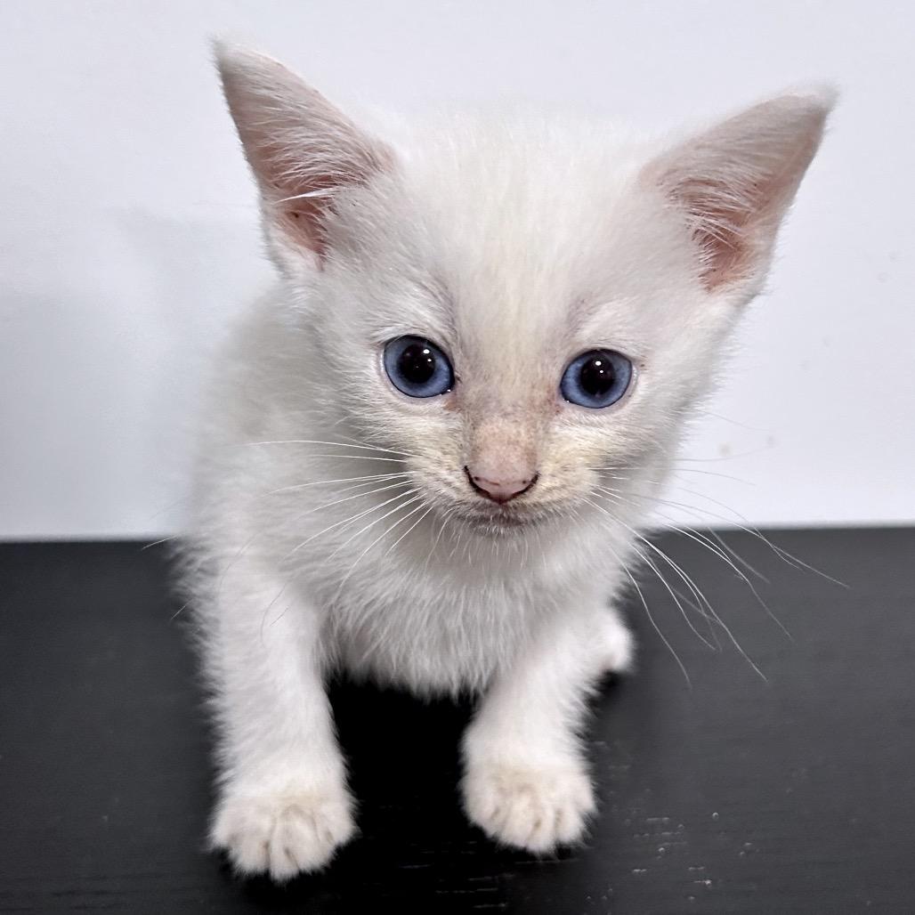 Enlarge Lumpy, a Adoptable Domestic Medium Hair in Fredericksburg, VA image 1/1