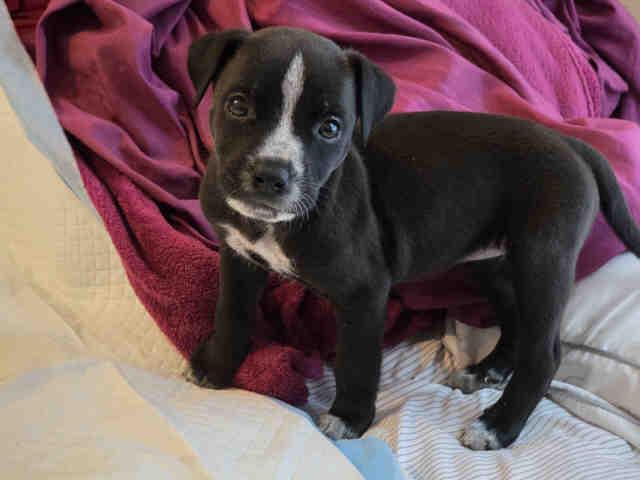 A1945618, Adoptable, Puppy Female Terrier & Mixed Breed.