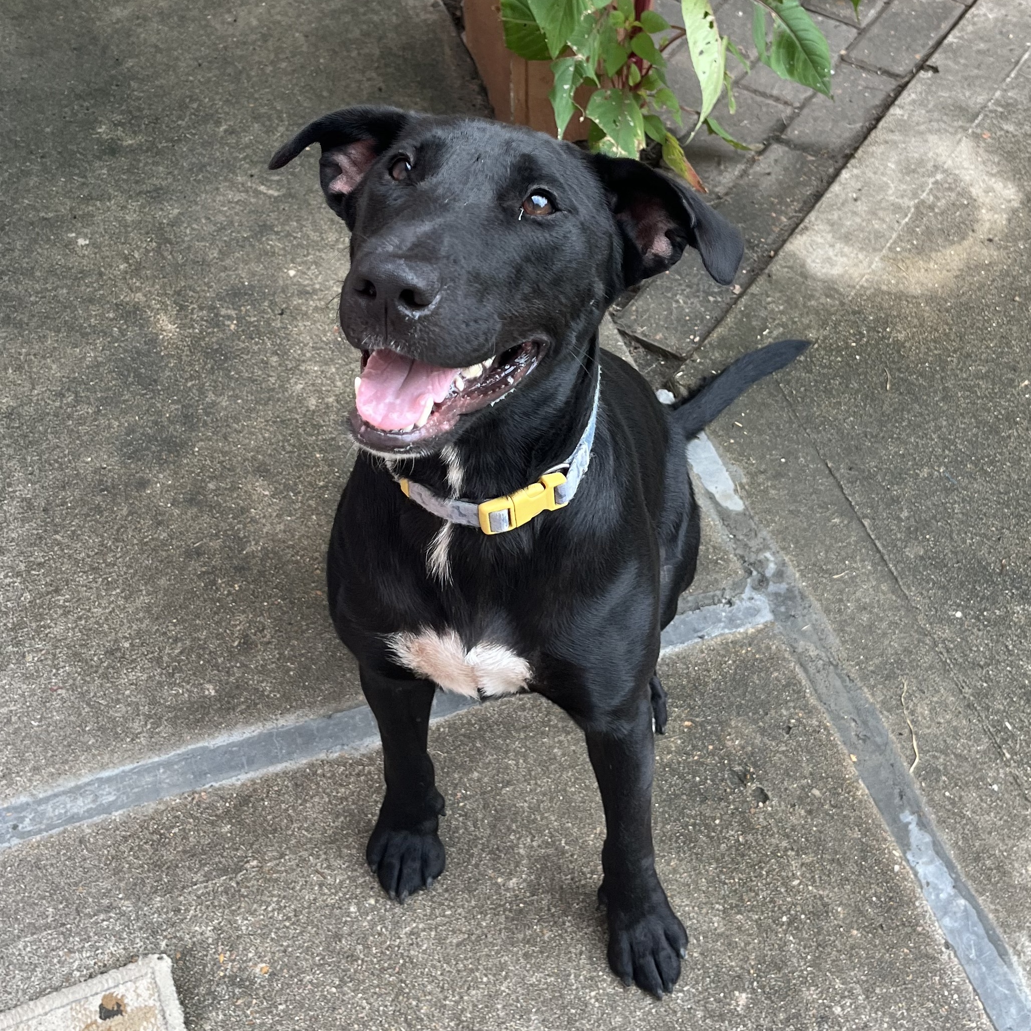 Dog for adoption Nyx, a Labrador Retriever Mix in Hartford, CT