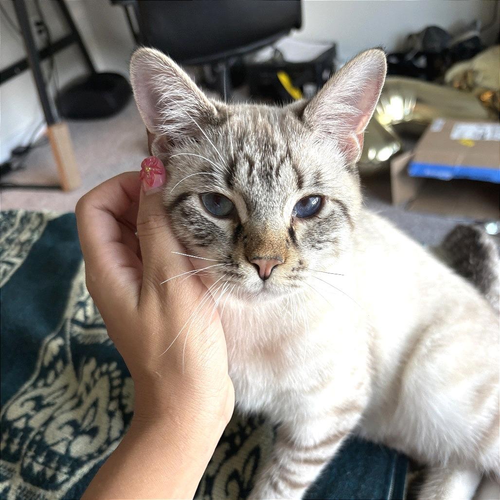 Miney, Adoptable, Kitten Male Domestic Short Hair.