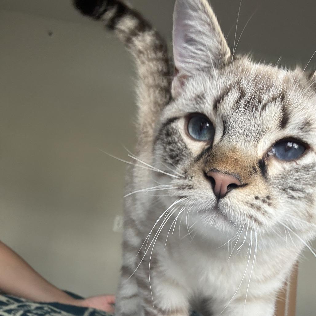 Enlarge Miney, a Adoptable Domestic Short Hair in Nashville, TN image 2/5