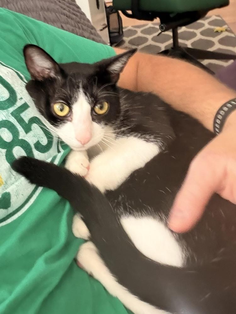 Humphrey, Adoptable, Young Male Domestic Short Hair.