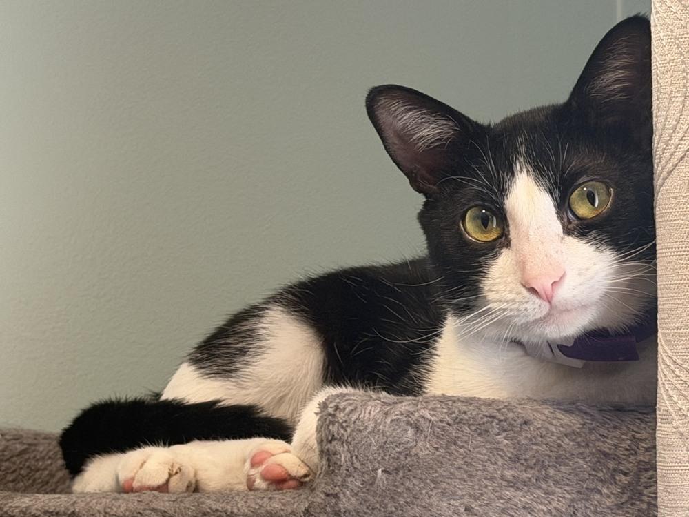 Humphrey, a Adoptable mixed breed in Wilmington, NC image 3/6