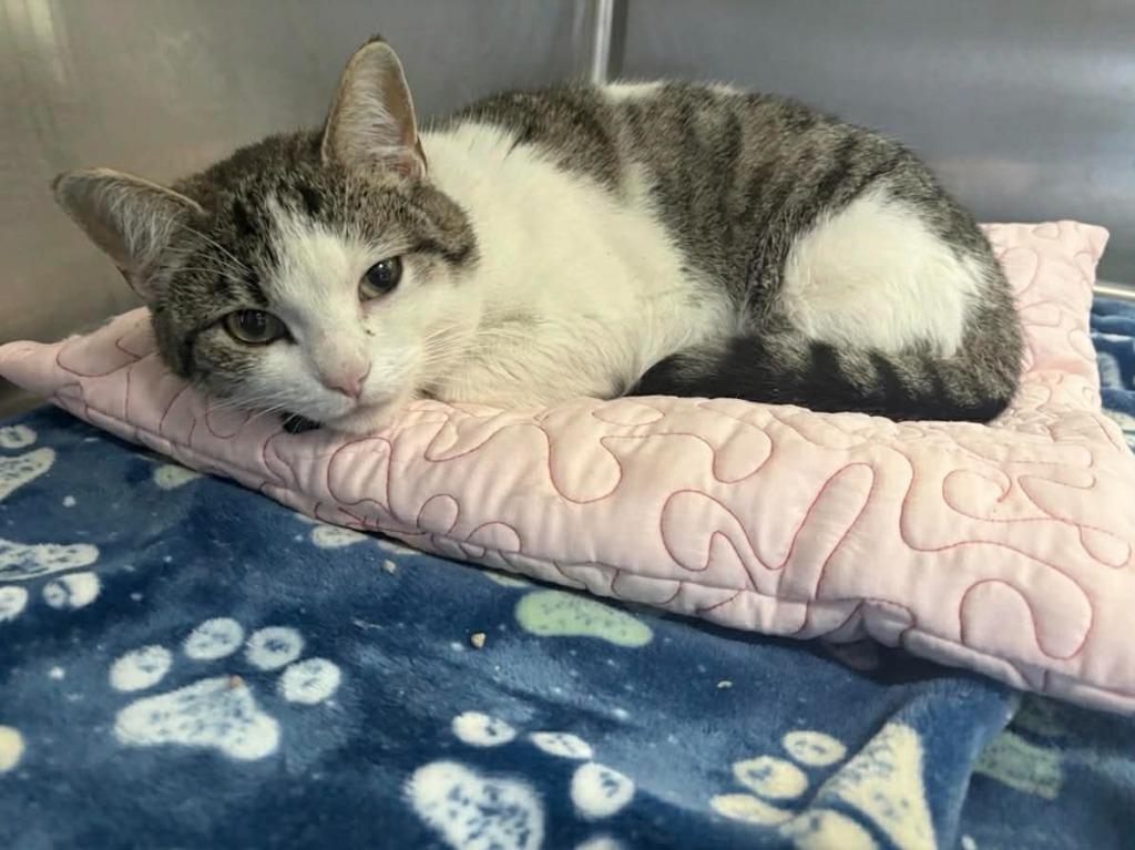 ANNETTE, Adoptable, Kitten Female Domestic Short Hair.