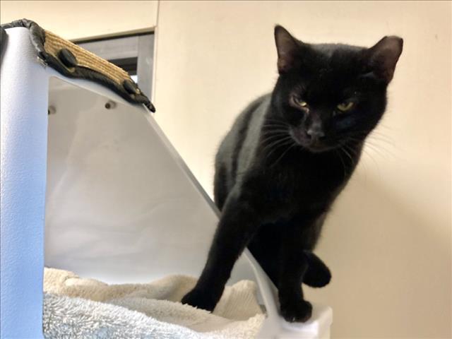 CIPHER, Adoptable, Young Male Domestic Short Hair.