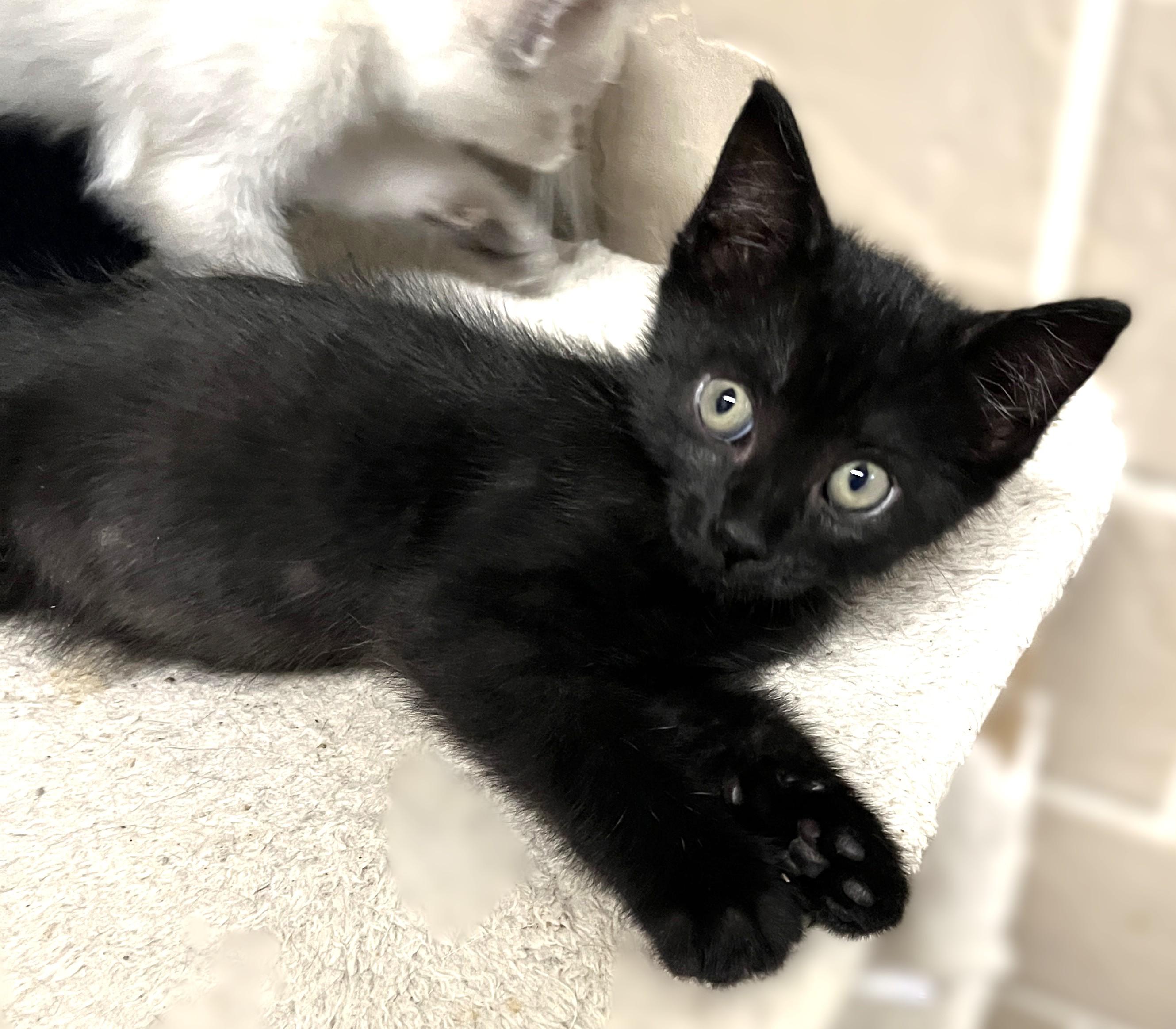 Caboose, an adopted Domestic Short Hair in Shingletown, CA image 4/4