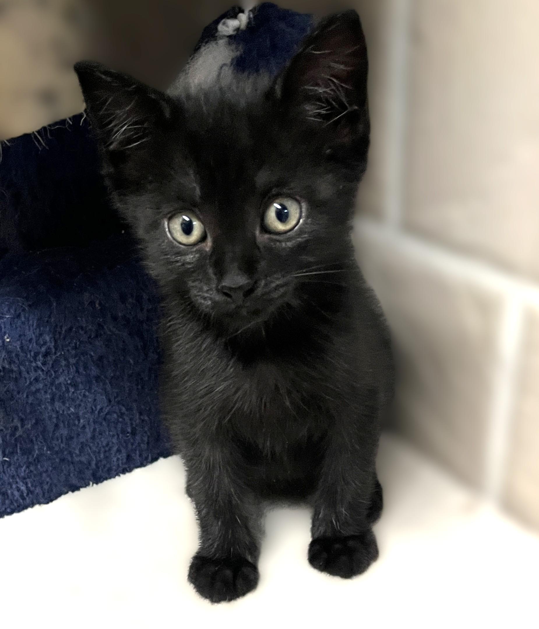 Caboose, an adopted Domestic Short Hair in Shingletown, CA image 3/4