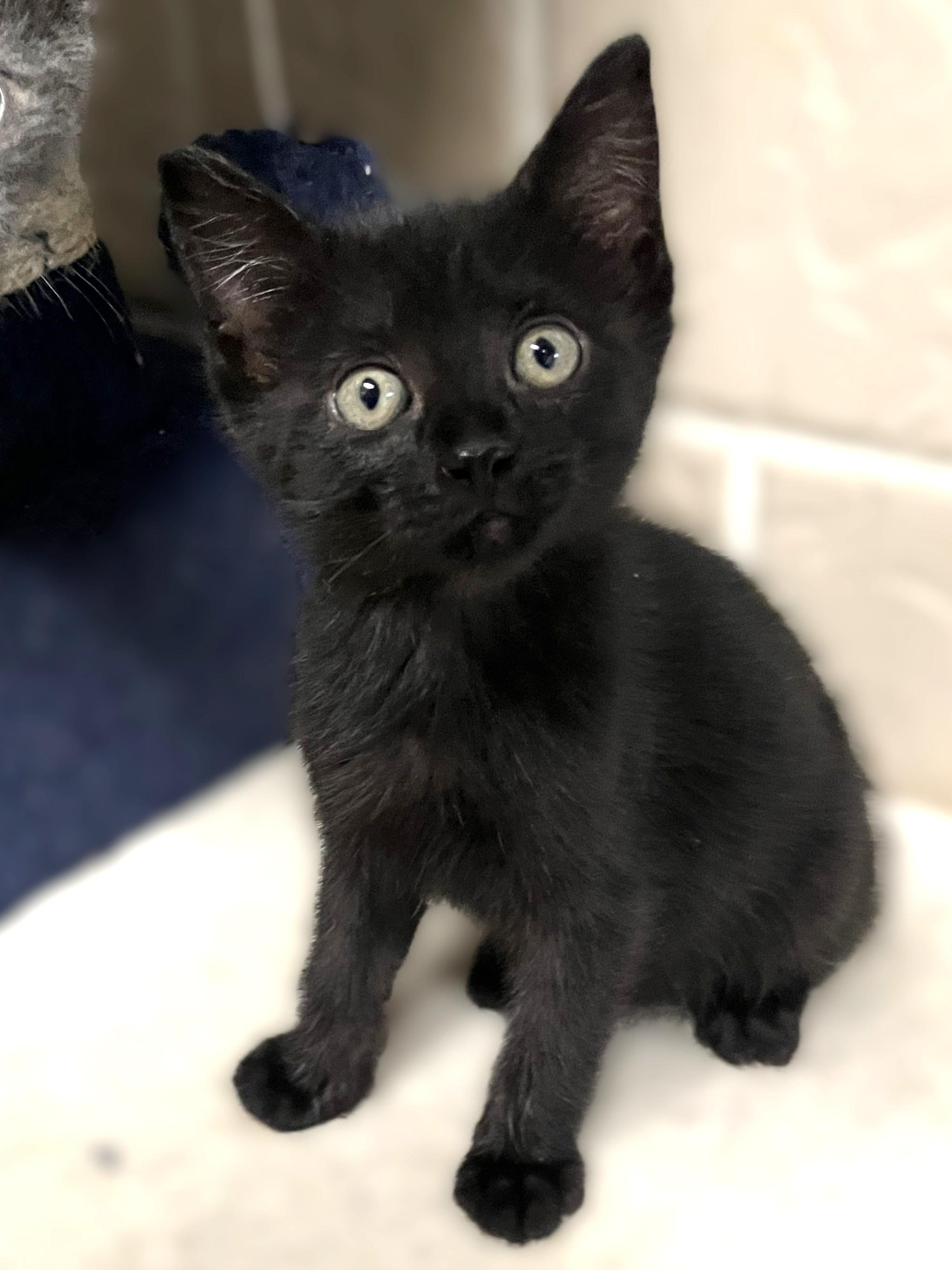 Caboose, adopted, Kitten Male Domestic Short Hair.