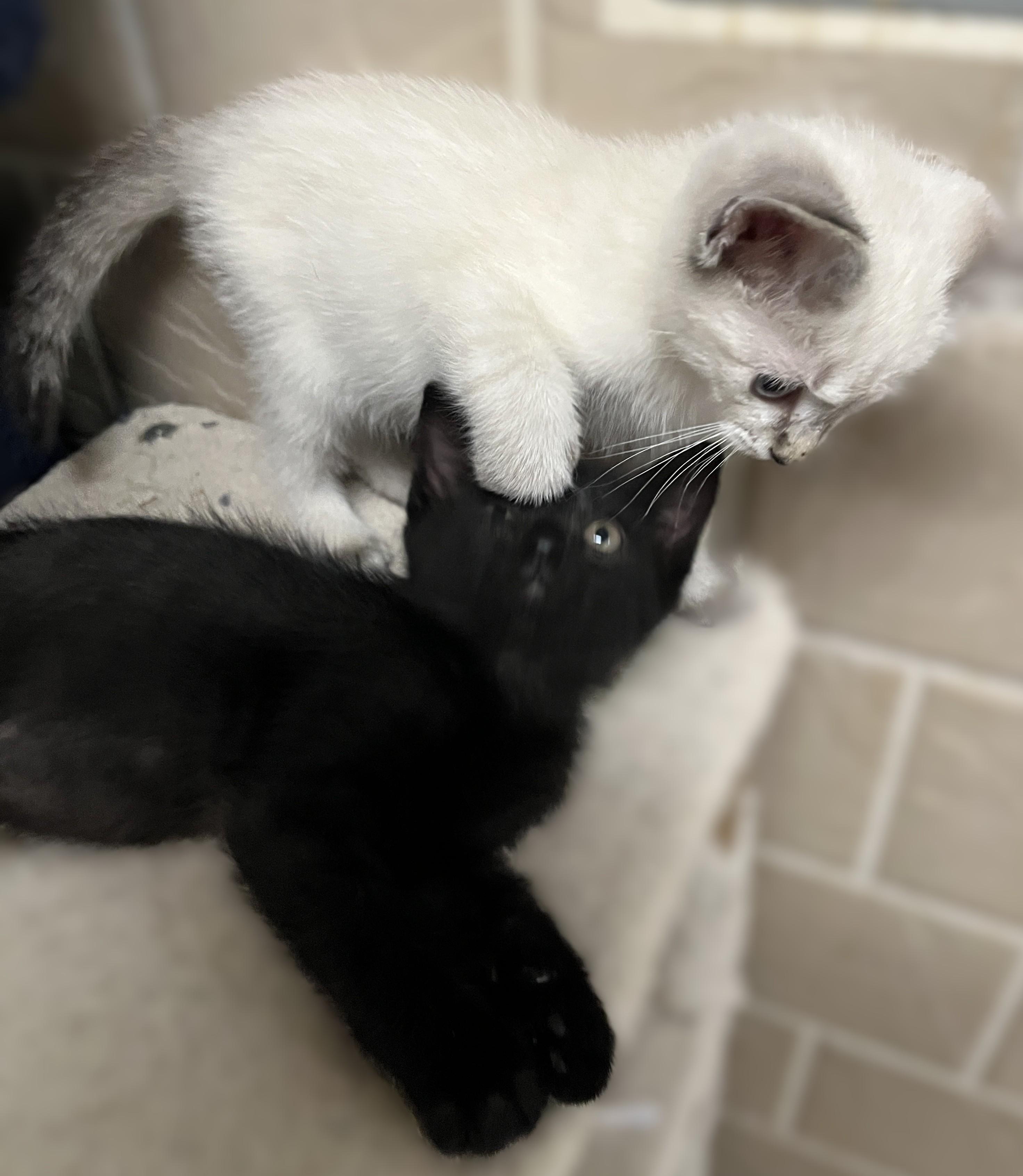 Caboose, an adopted Domestic Short Hair in Shingletown, CA image 2/4