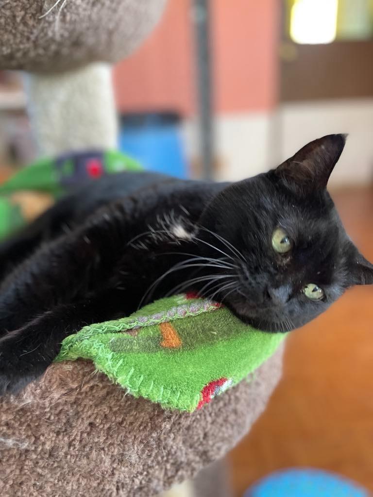 Jinx, a Adoptable mixed breed in Ogden, UT image 2/6