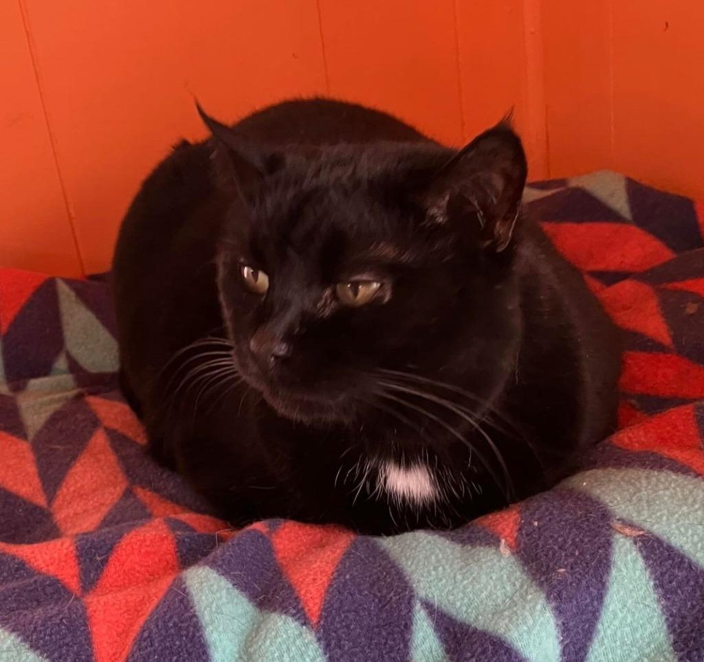 Jinx, a Adoptable mixed breed in Ogden, UT image 5/6