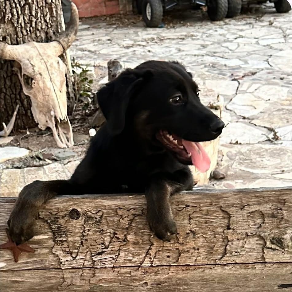 Precious, ADOPTABLE, Puppy Female Black Labrador Retriever & Husky.