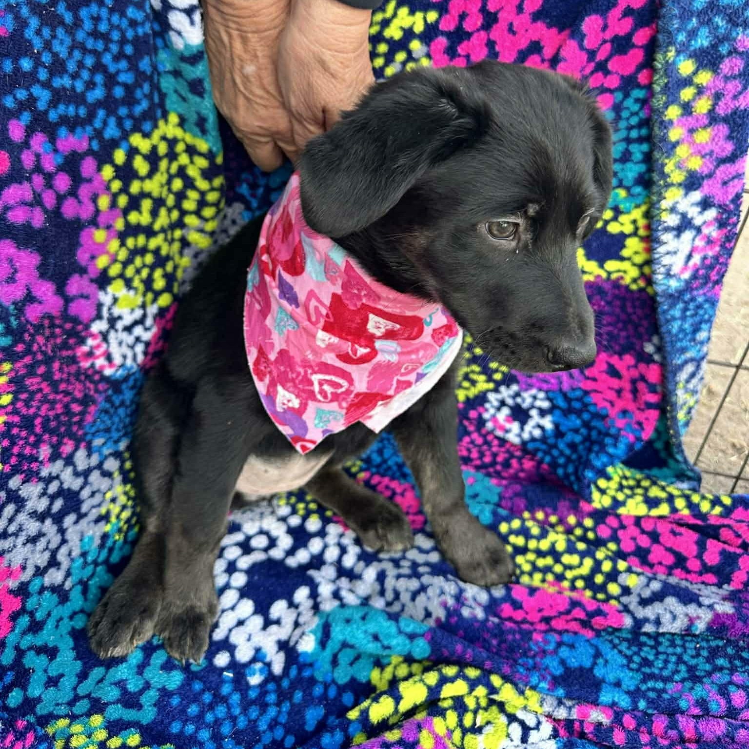 Precious thumbnail 3