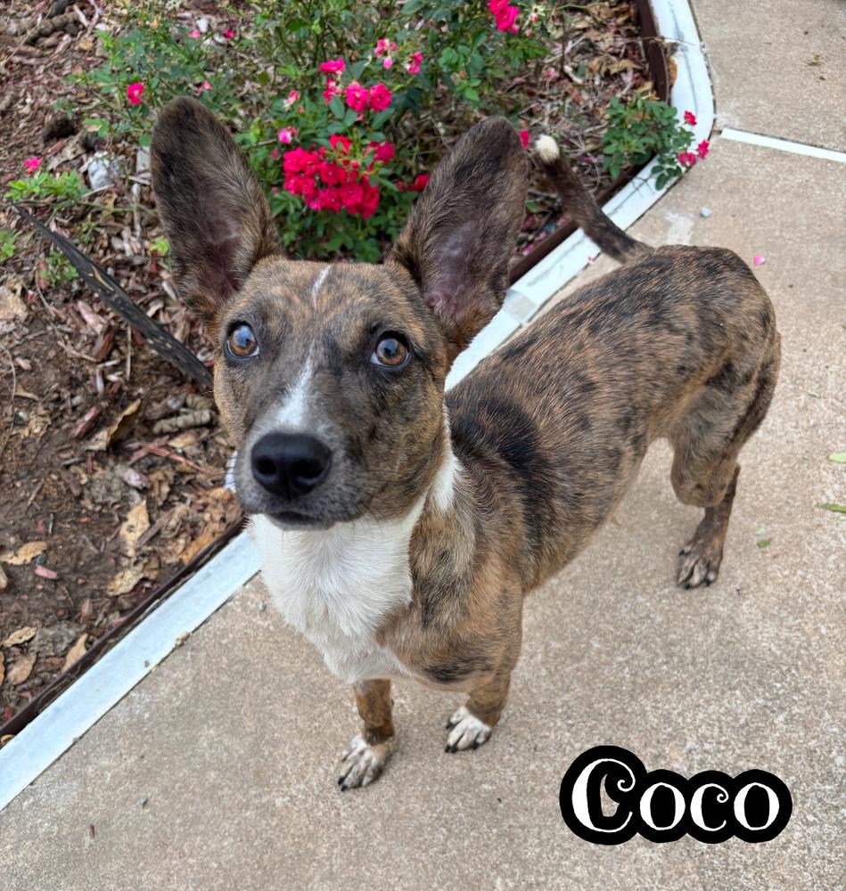 Coco