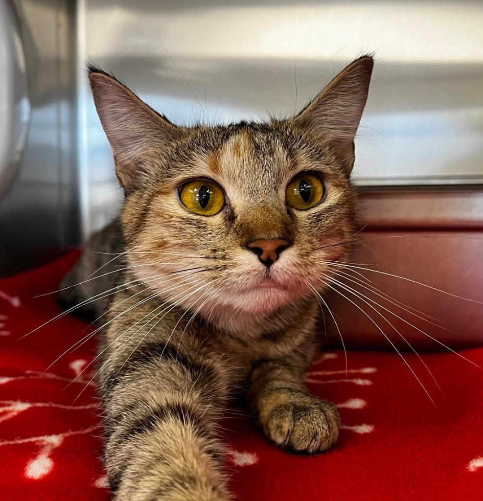 Missy, Adoptable, Young Female Domestic Short Hair.