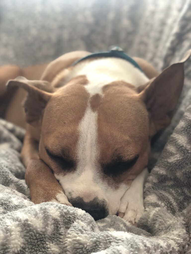 Bunnie, Adoptable, Adult Female Boxer.