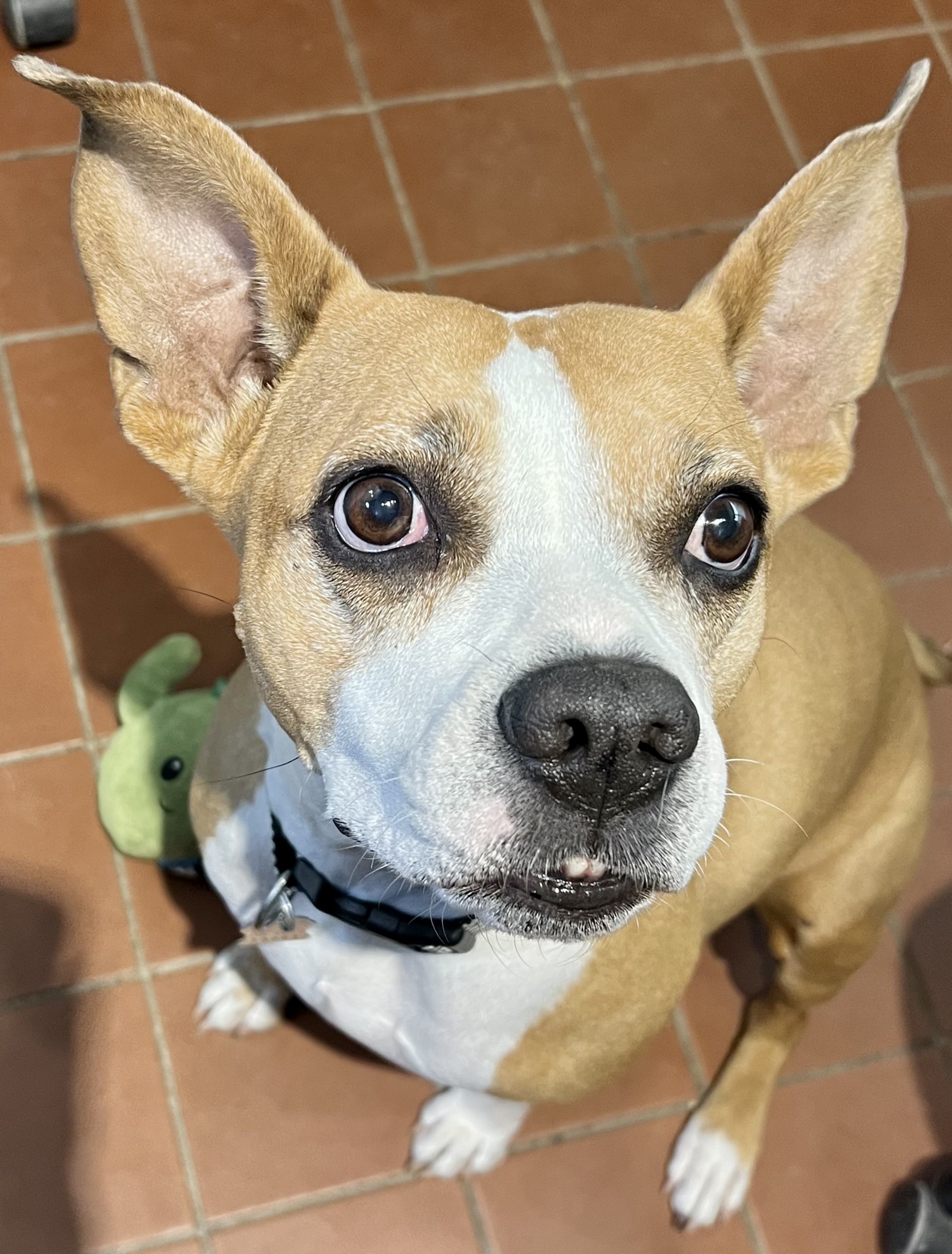 Bunnie, a Adoptable mixed breed in Encinitas, CA image 5/6